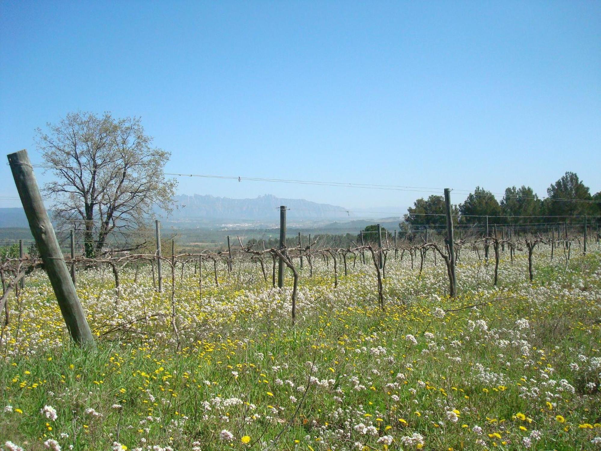 Comarquinal Bioresort Penedes San Quintín de Mediona Dış mekan fotoğraf